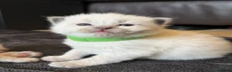 Ragdoll cats for sale: 5 Ragdoll kittens - Advert 28
