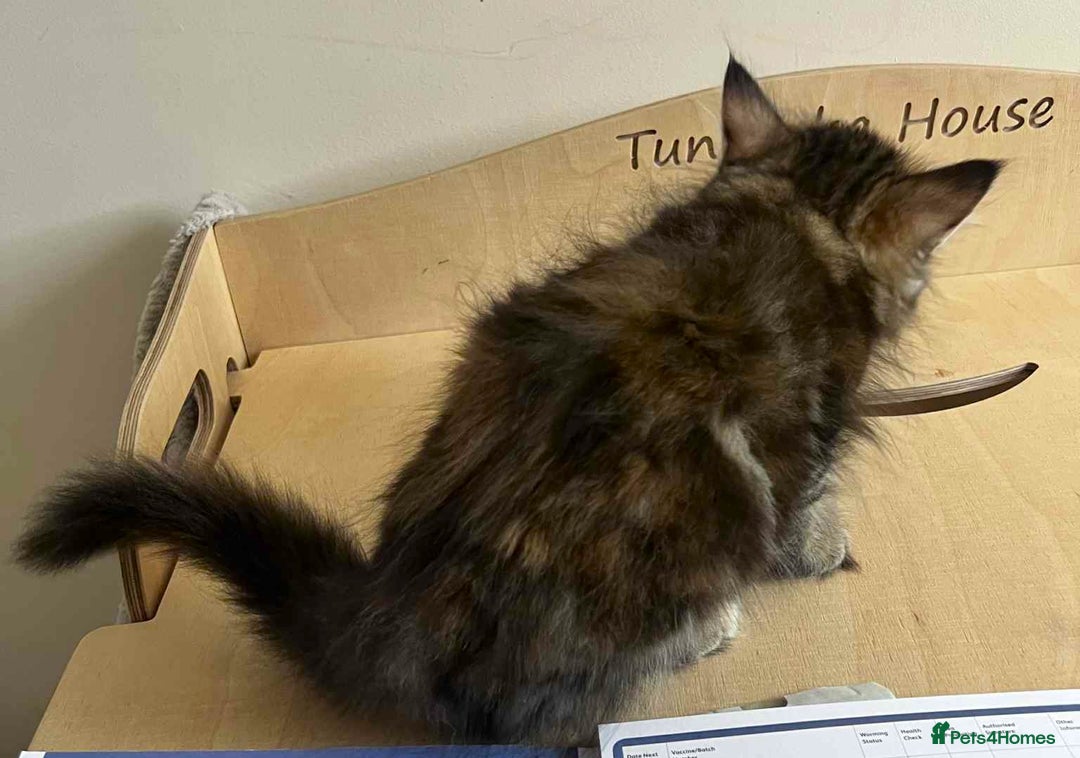 Siberian cats for sale: Beautiful purebred Siberian kittens-Hypoallergenic - Image 14