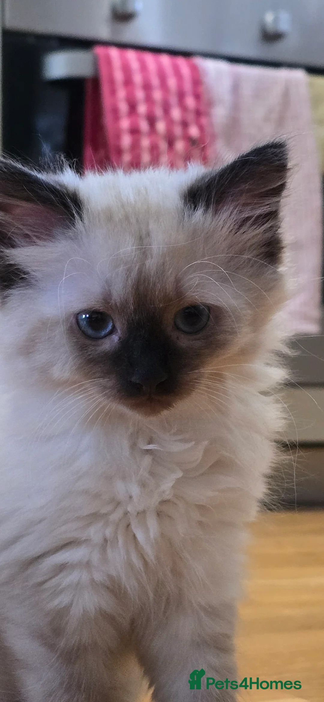 Ragdoll cats for sale: Ragdoll/Siberian mix kittens - Advert 2