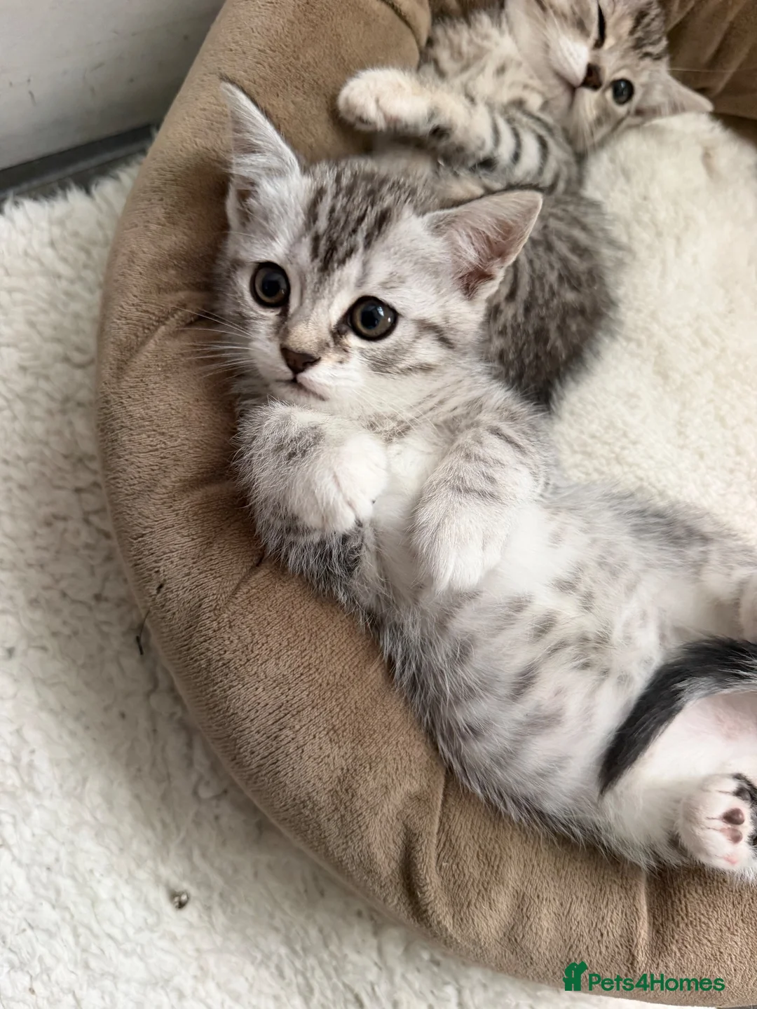 British Shorthair cats for sale: 2 Kittens  - Advert 7