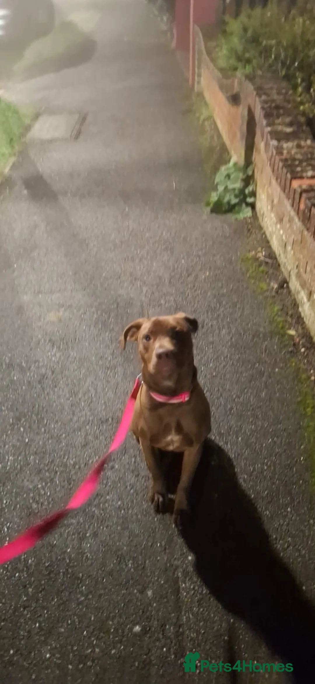 Mixed Breed dogs for sale: Hungarian viszla cross breed - Advert 2