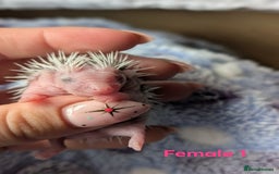 Pygmy Hedgehog rodents for sale: Gorgeous APH hedgehogs  - Image 9
