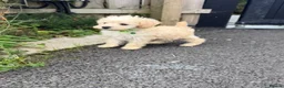 Schnoodle dogs for sale: Toy/Mini Schnoodle Puppies (Schnauzer x Poodle) - Advert 13