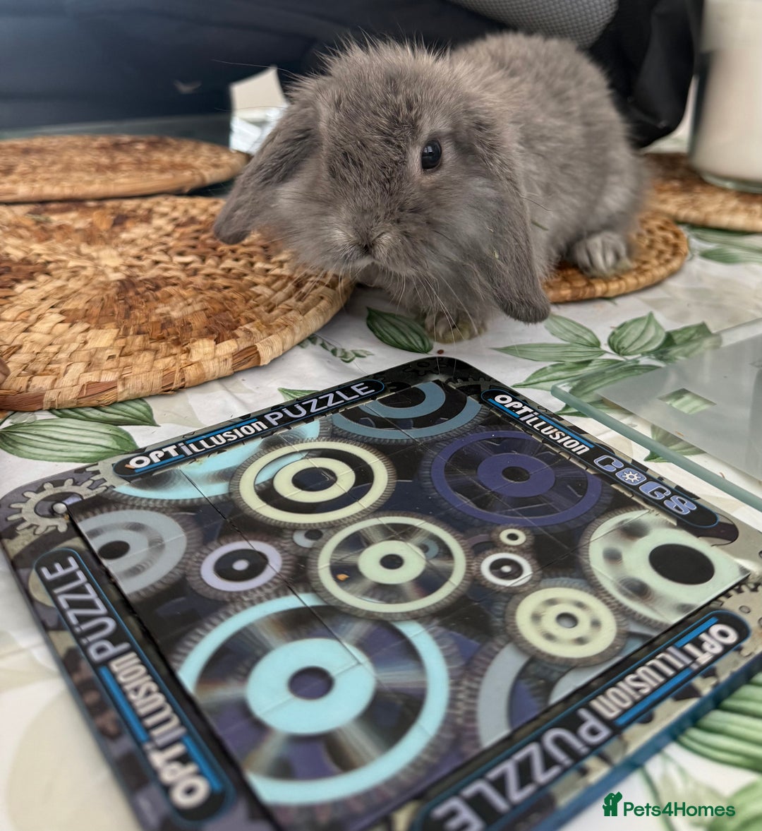 Mini Lion Lop rabbits for sale: Pure mini lion lop bunnies  in Witham - Image 1