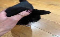 Domestic Shorthair cats for sale: Rehoming our lovely cat, Cosmo 🐾 - Image 5