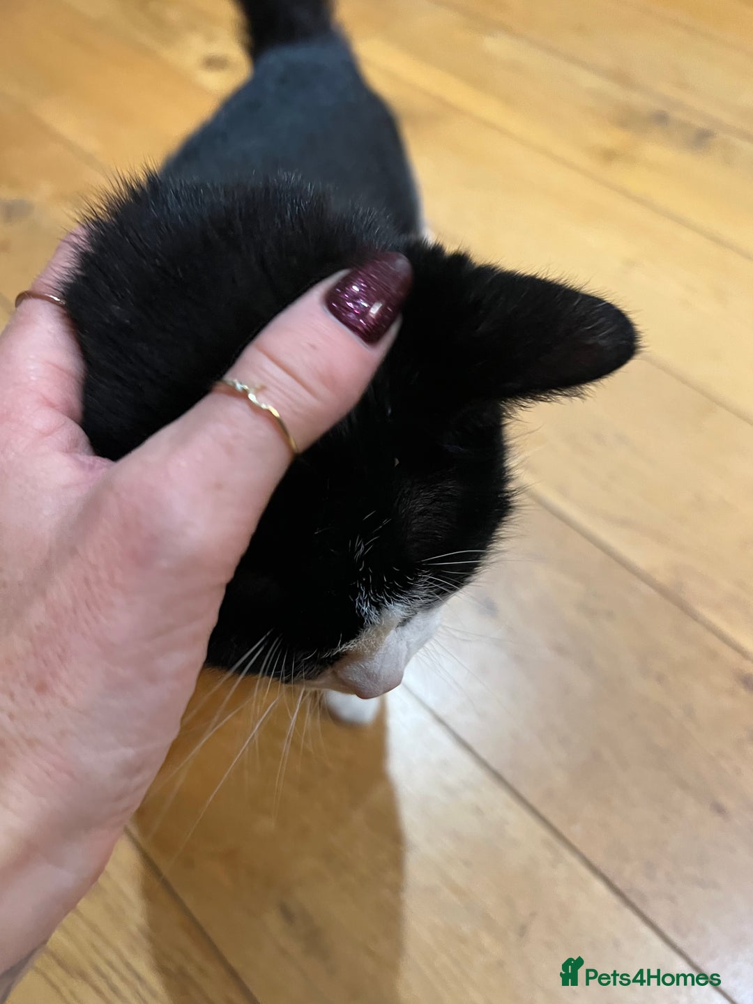 Domestic Shorthair cats for sale: Rehoming our lovely cat, Cosmo 🐾 - Image 5