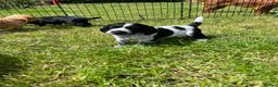 Cocker Spaniel dogs for sale: Two beautiful blue roan puppies available  in Evesham - Advert 10