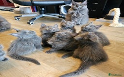 Maine Coon cats for sale: 🔥*Stunning Litter of 8💎Solid Blue Maine Coon*🔥  - Image 14