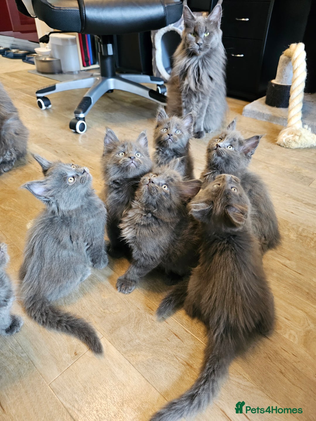 Maine Coon cats for sale: 🔥*Stunning Litter of 8💎Solid Blue Maine Coon*🔥  - Image 14