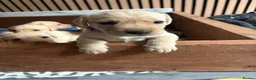 Labrador Retriever dogs for sale: 6 KC Registered Labrador Pups 3 Left !! - Advert 15