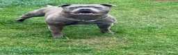 Staffordshire Bull Terrier dogs for stud: Aqua chop SPENCE🩸A SUPERB CH VALGLO BLOODLINE🩸 - Advert 7