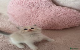 Ragdoll cats for sale: Extremely cuddly Ragdoll kittens! - Image 10