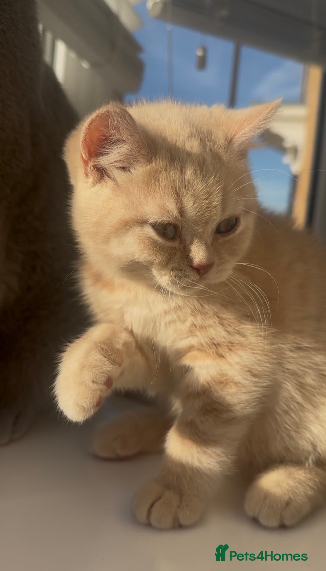 British Shorthair cats for sale: Cream British Shorthair Boy - Advert 11