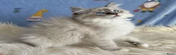 Ragdoll cats for sale: Beautiful TICA Registered Ragdoll Kittens - Advert 15