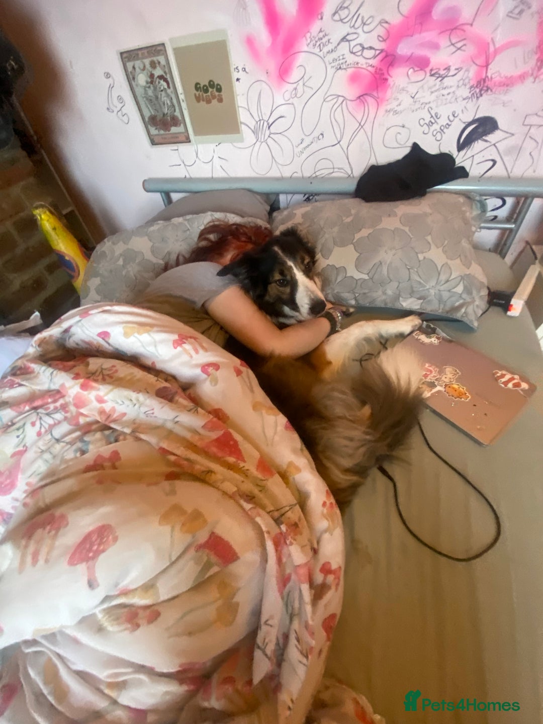 Mixed Breed dogs for sale: Border collie - read des  in Keighley - Image 5