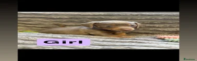 Dachshund 6