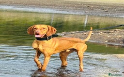 Hungarian Vizsla dogs for sale: Exceptional kc Hungarian viszla pups. Now ready  - Image 8