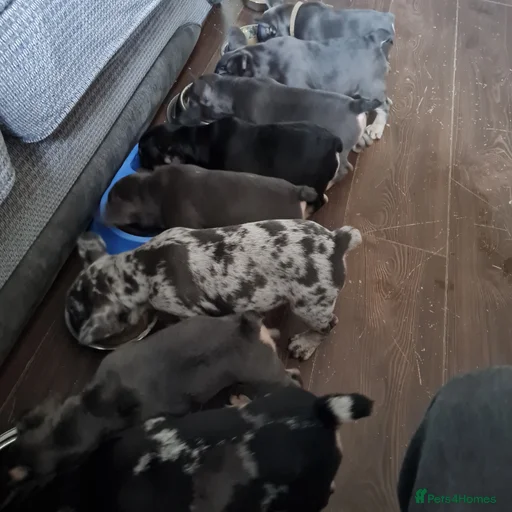 Gallery Image {{count}}