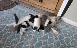 Ragdoll cats for sale: Cross ragdolls  - Image 8