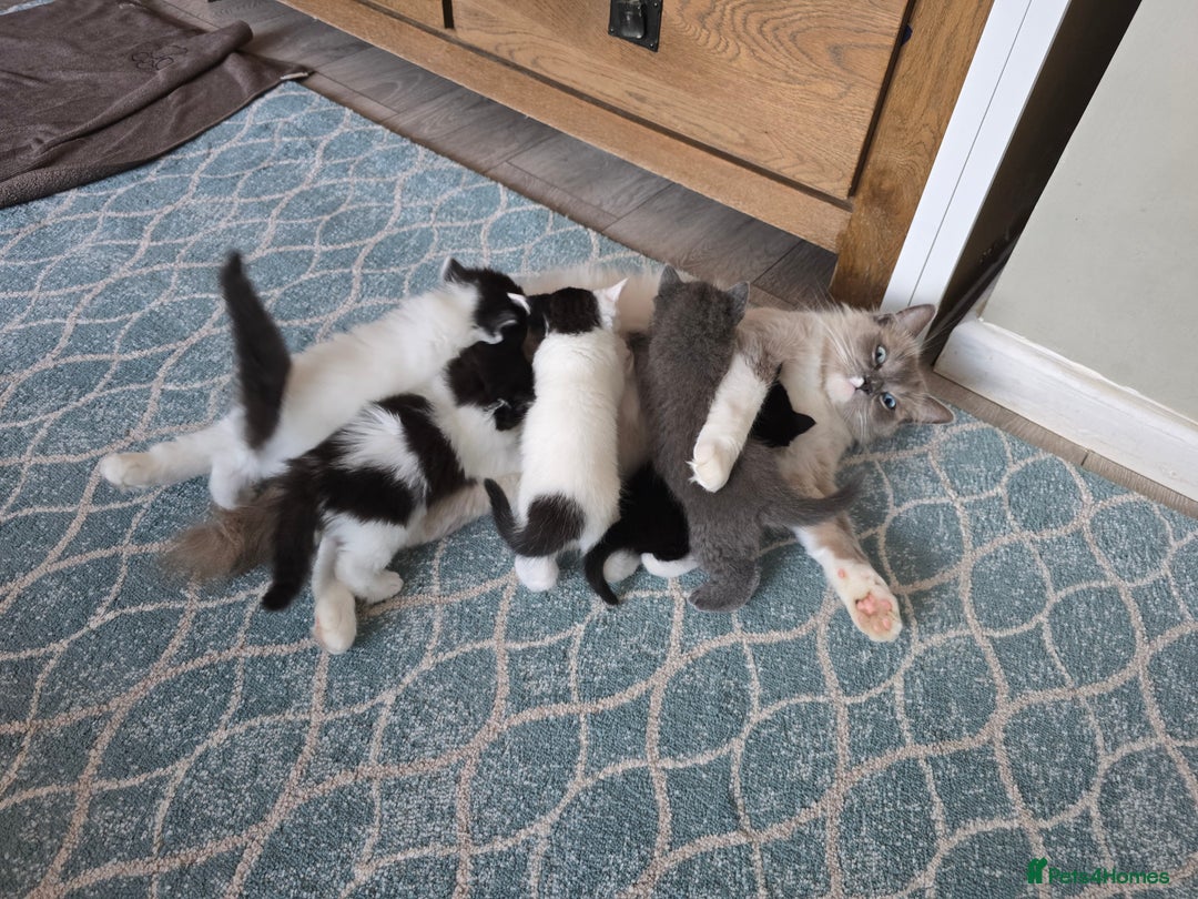 Ragdoll cats for sale: Cross ragdolls  - Image 8