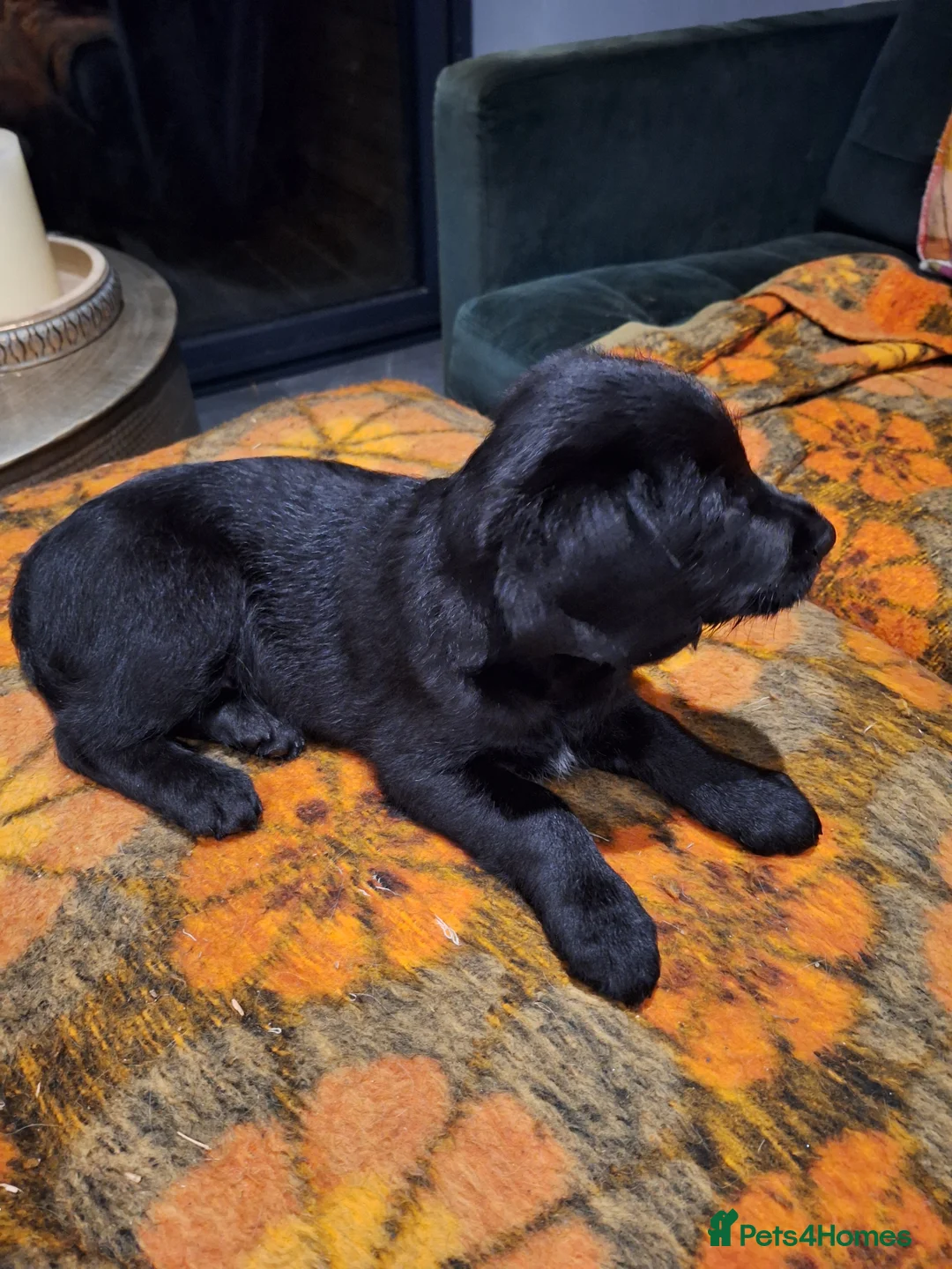 Mixed Breed dogs for sale: Black doodle ready now - Advert 5