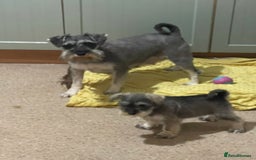 Miniature Schnauzer dogs for sale: KC registered miniature schnauzer pups for sale  - Image 4