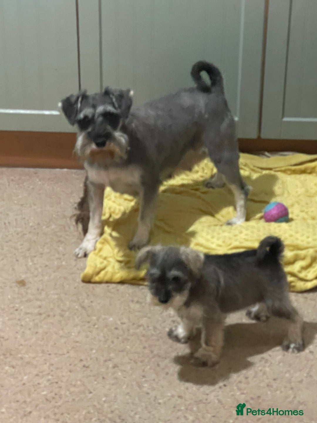 Miniature Schnauzer dogs for sale: KC registered miniature schnauzer pups for sale  - Image 4