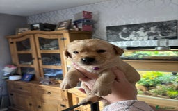 Goldador dogs for sale: Goldador - Image 2