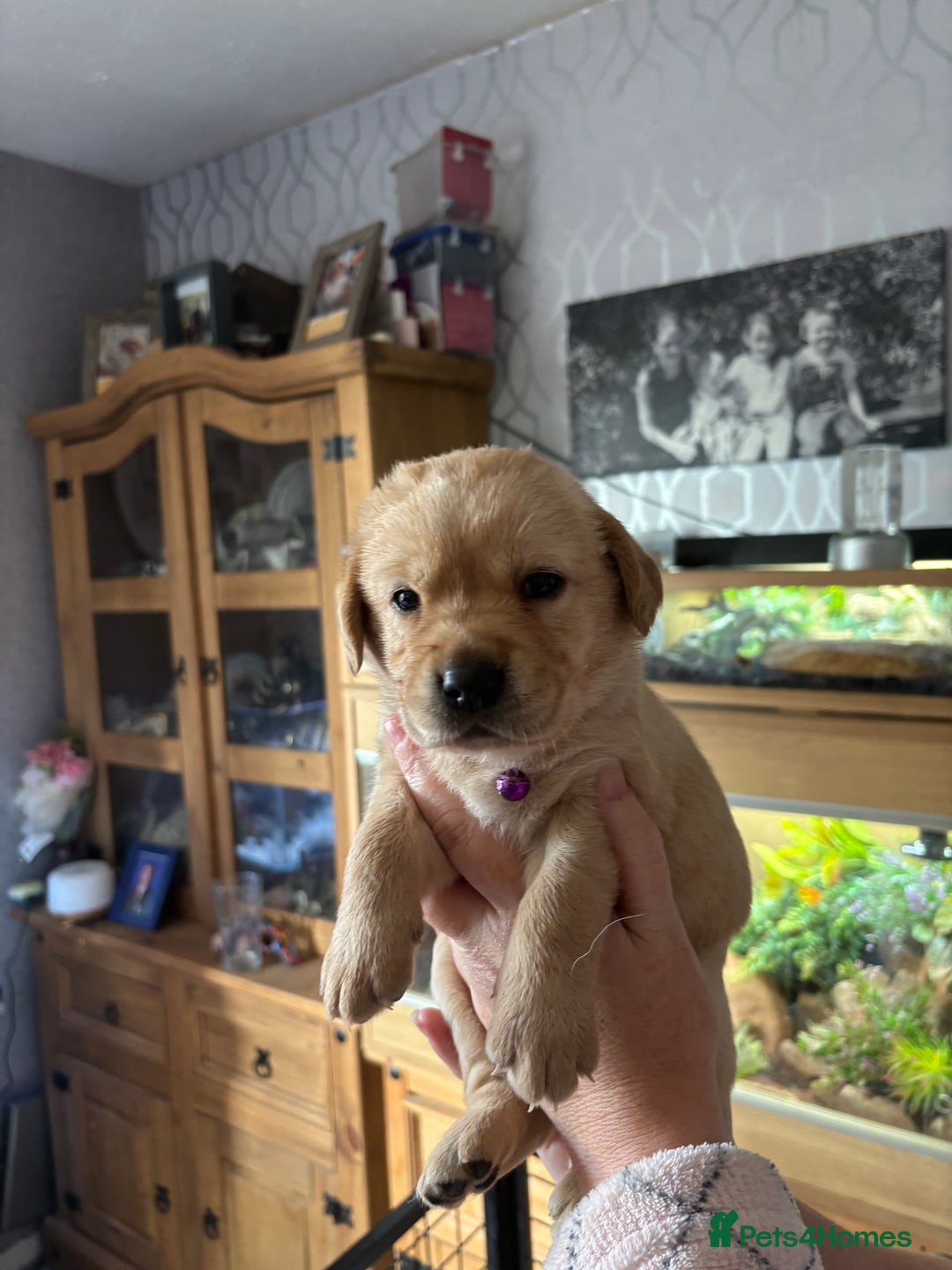 Goldador dogs for sale: Goldador - Image 2