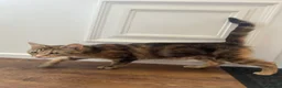 Mixed Breed cats for sale: Healthy loving female young cat - Advert 5