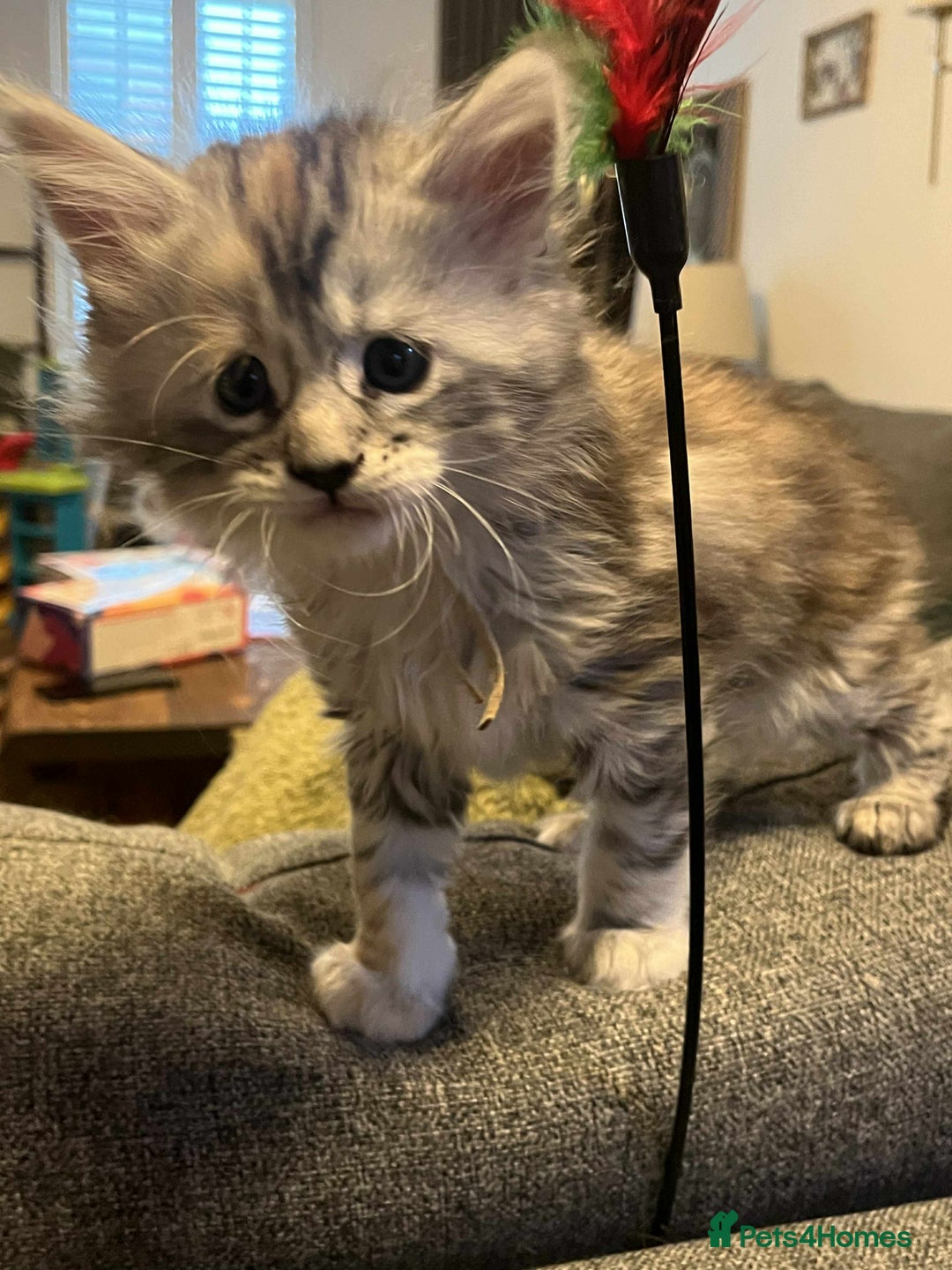 Maine Coon cats for sale: Pure Maine Coon Kittens - Advert 19