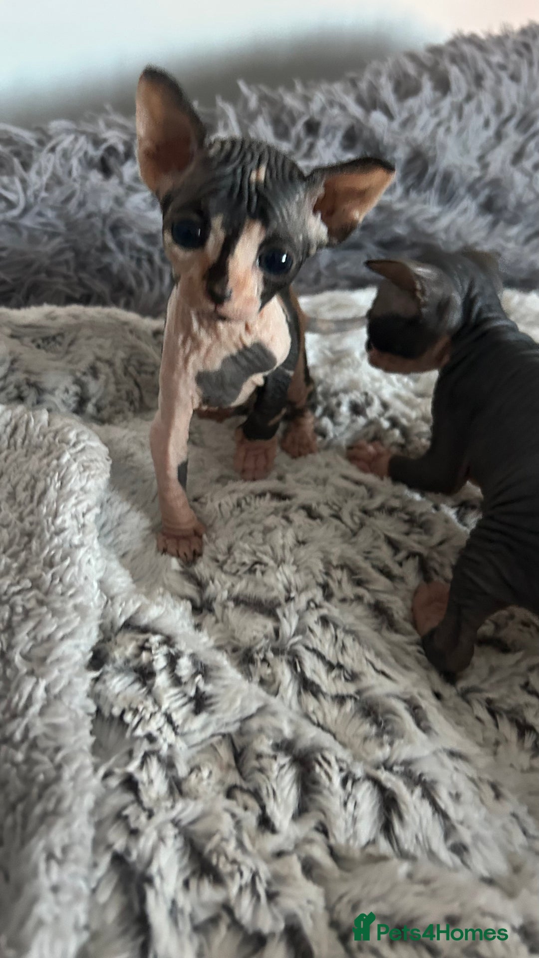 Sphynx cats for sale: Amazing colour Sphynx - Image 5