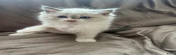 Ragdoll cats for sale: Pure Ragdoll Kittens - Advert 3