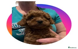 Cavapoo dogs for sale: Merlesque 5⭐️⭐️⭐️⭐️⭐️F1b Cavapoo’s  - Image 2