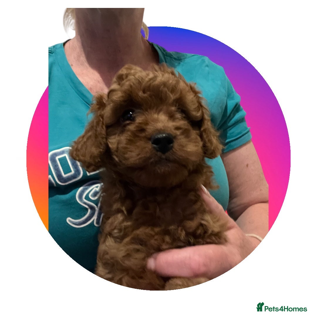 Cavapoo dogs for sale: Merlesque 5⭐️⭐️⭐️⭐️⭐️F1b Cavapoo’s  - Image 2