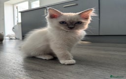 Ragdoll cats for sale: GCCF Lilac Ragdoll Kitten 1 remaining - Reduced in Bishop Auckland - Image 11