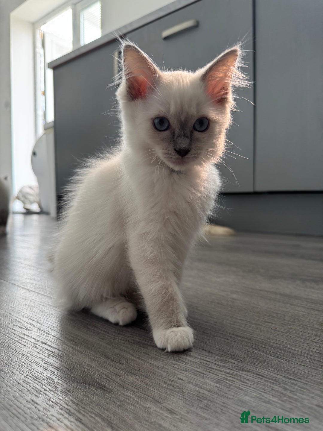 Ragdoll cats for sale: GCCF Lilac Ragdoll Kitten 1 remaining - Reduced in Bishop Auckland - Image 11