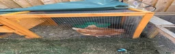 Chickens poultry for sale: 2x female chickens - Advert 3