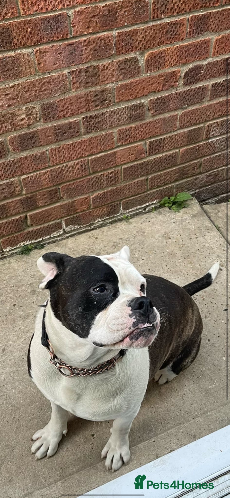 American Bulldog dogs American bulldog for sale  - Advert 1