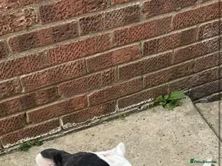 American Bulldog dogs American bulldog for sale - Advert 1