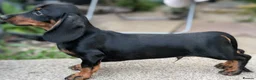 Miniature Dachshund dogs for sale: Miniature dachshund babies  - Advert 4