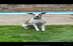 Whippet dogs for sale: Beautiful blue whippets  - Image 6