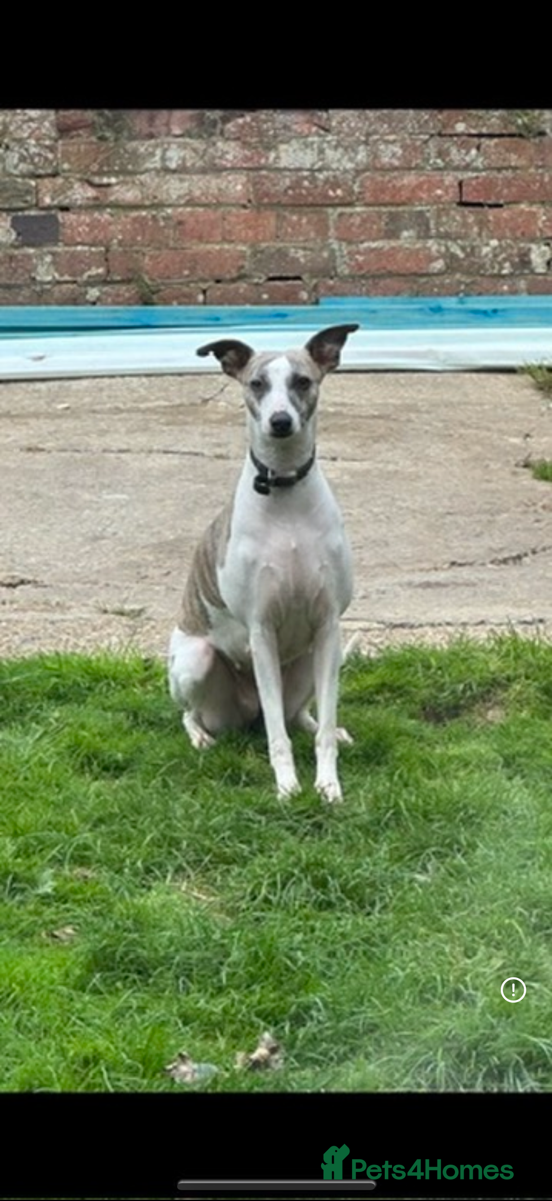 Whippet dogs for sale: Beautiful blue whippets  - Image 6