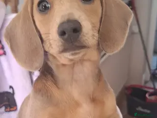 Miniature Dachshund dogs OX15 Mini Dachshund Pups ISABELLA & BLUE ISABELLA - Advert 8