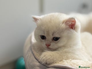 British Shorthair cats - Advert 1