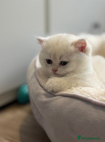 British Shorthair cats - Advert 1