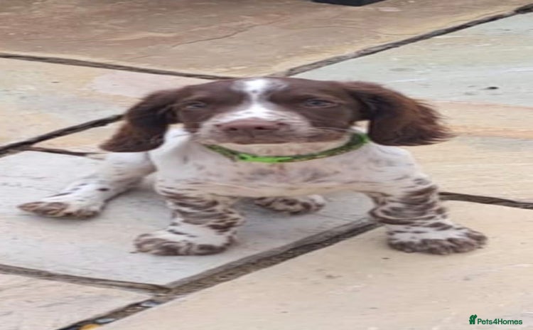 English Springer Spaniel dogs - Advert 2