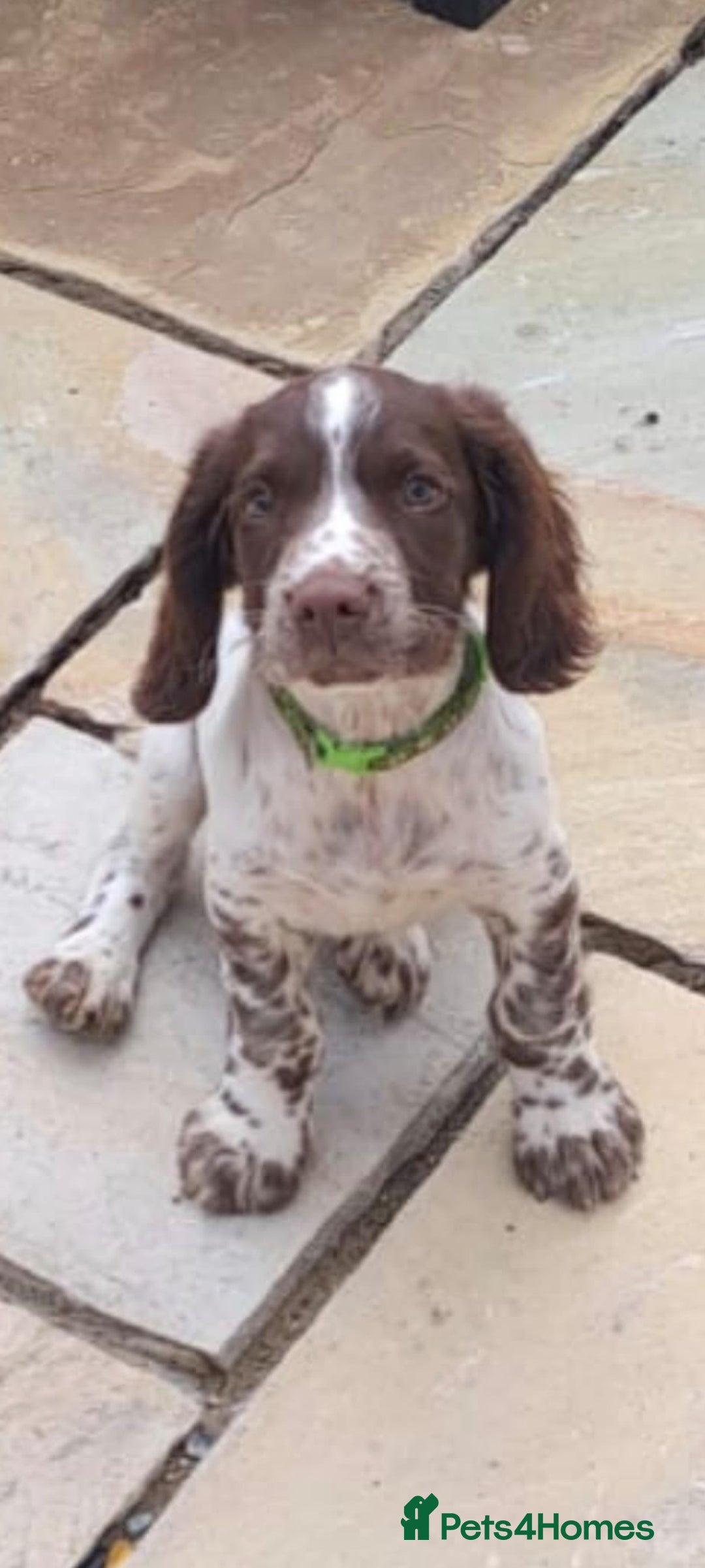 English Springer Spaniel dogs for sale: English springer spaniel male puppy - Image 1
