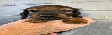 Miniature Dachshund 2