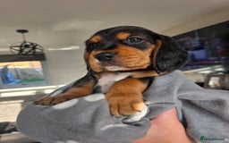Bocker dogs for sale: 7x Bocker pups (born 22/06/2025) - Image 28
